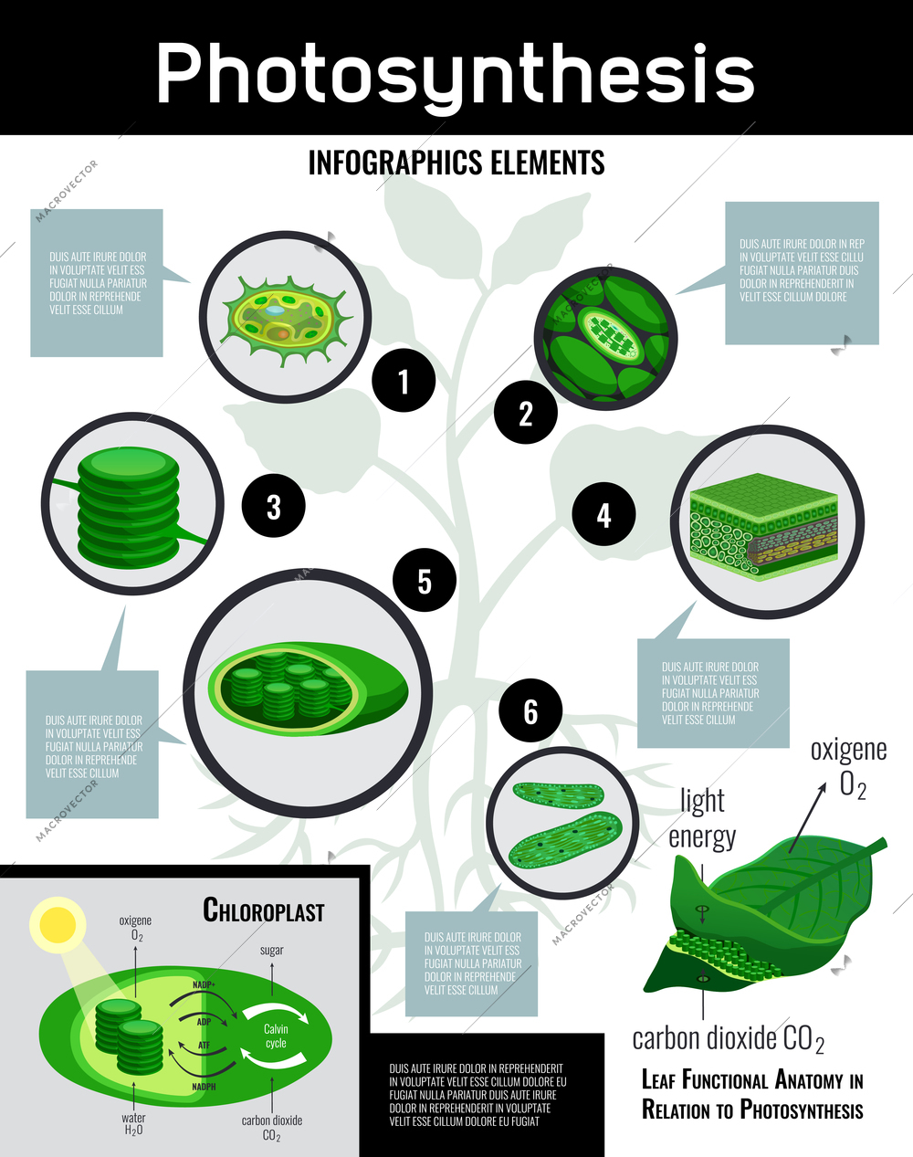 Photosynthesis light energy in cells food conversion process schema infographic elements with description educational  poster vector illustration
