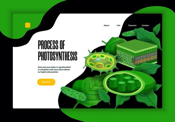Process of photosynthesis concept educational website banner design with green leaves light transformation chloroplasts structure vector illustration