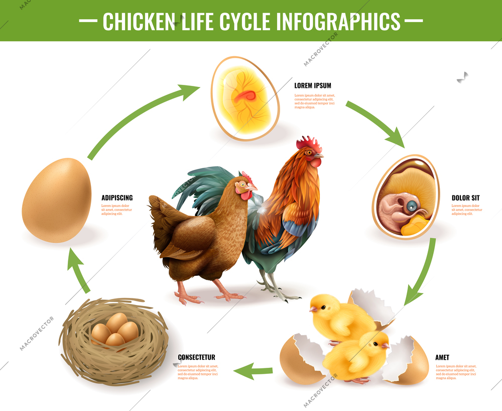 Chicken life cycle stages realistic infographic composition from fertile eggs embryo development to hatching chicks vector illustration