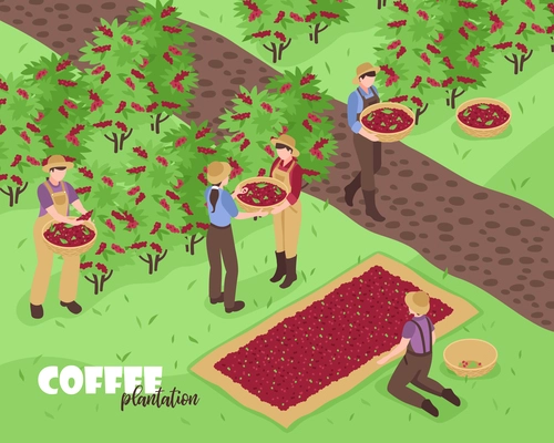 People gathering coffee beans on plantation 3d isometric vector illustration