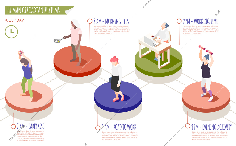 Human circadian rhythms isometric infographics with early rise morning fees road to work working time and evening activity descriptions vector illustration