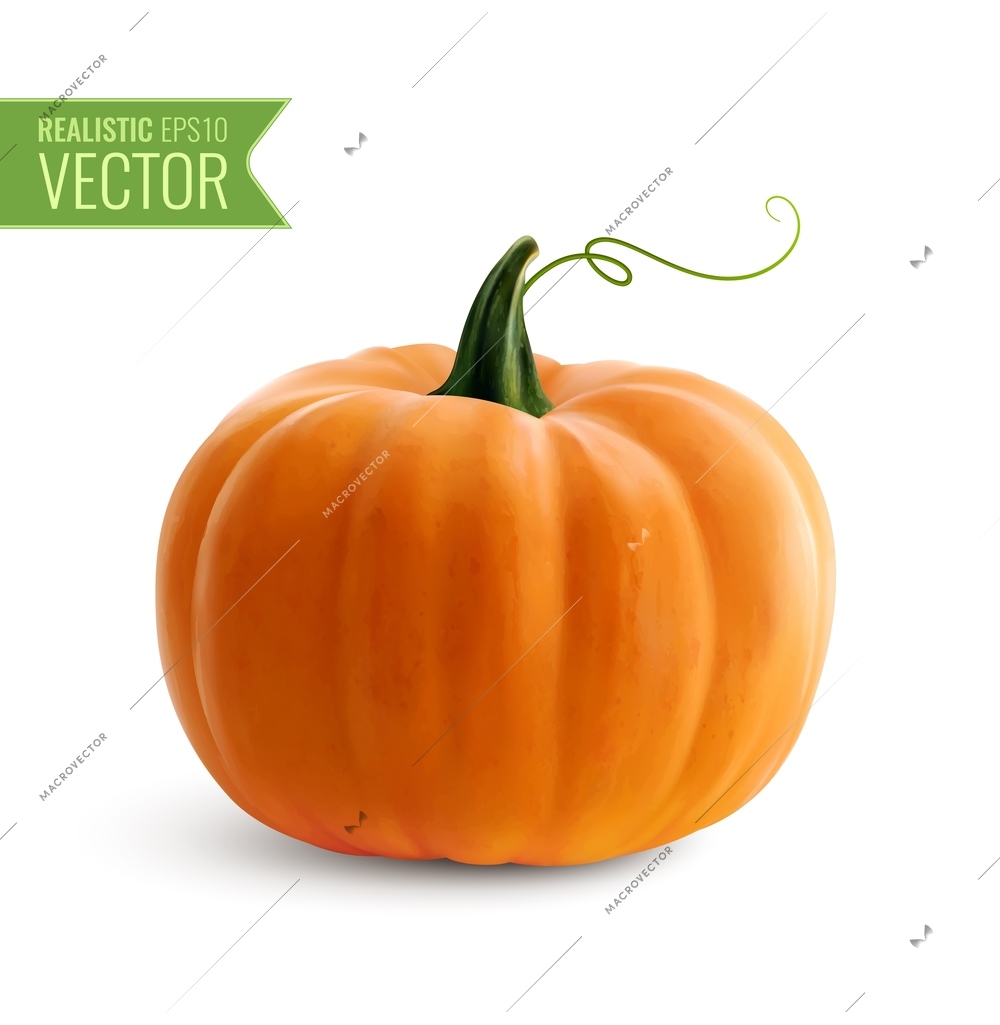 Realistic orange pumpkin icon on white background for decoration halloween or thanksgiving day holidays vector illustration