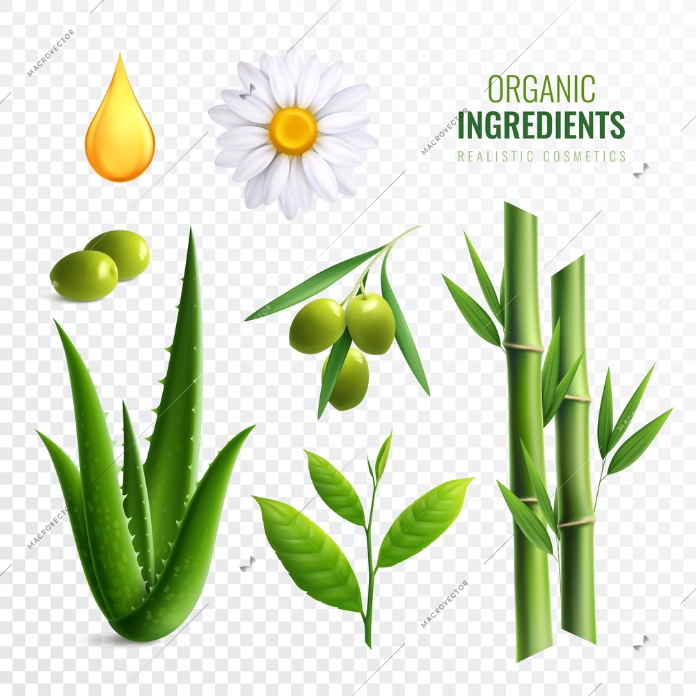 Realistic transparent organic cosmetics ingredients icon set with plants oil aloe olives vector illustration