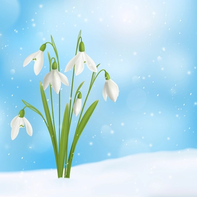 Realistic snowdrop flower snow composition with bunch of flowers grown through snow surface with snowflakes sky vector illustration