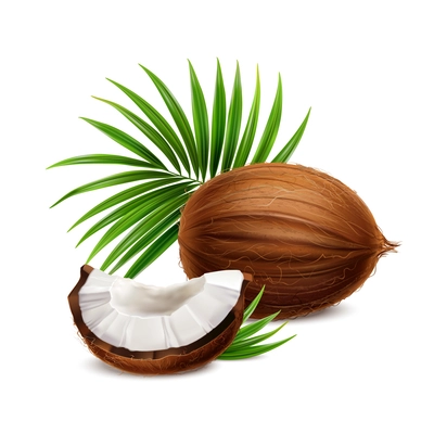 Coconut fresh whole and segment with white flesh closeup realistic composition with palm frond leaves vector illustration