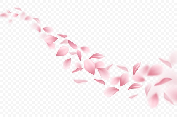 Realistic flying sakura petals on transparent background vector illustration