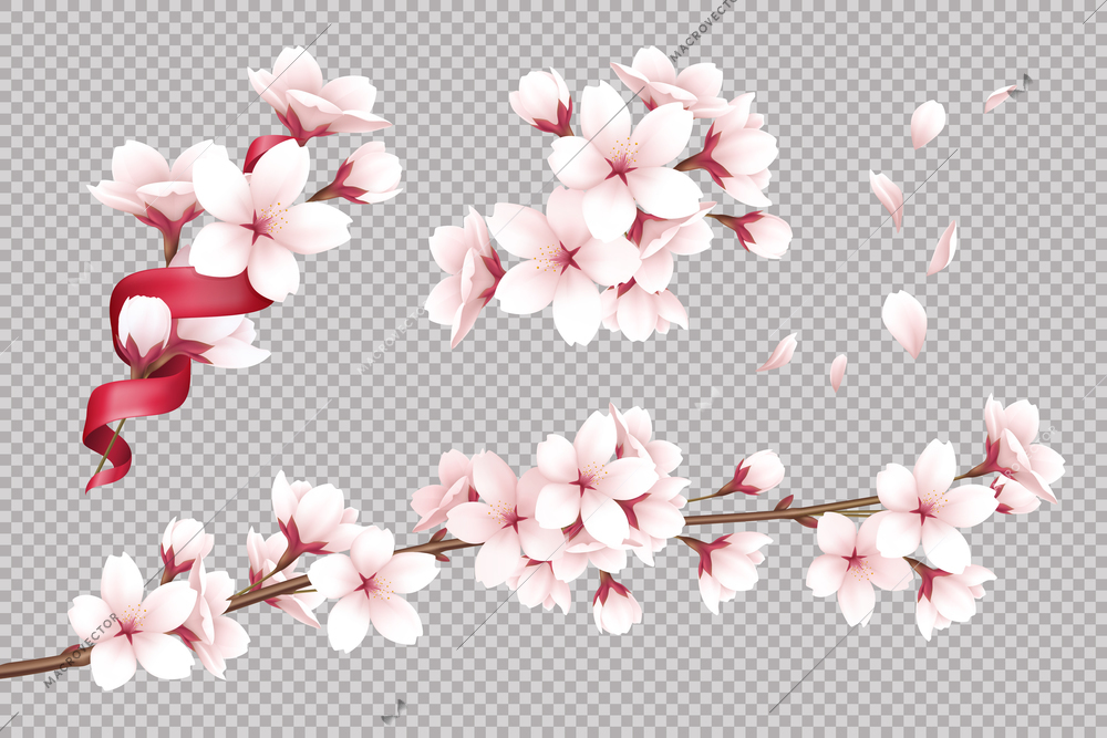 Transparent background with realistic blooming cherry flowers and petals vector illustration