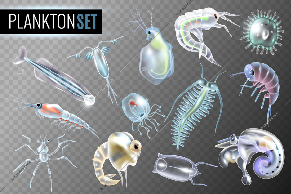 Plankton transparent set of daphnia amphipod  krill copepod phytoplankton underwater inhabitants isolated vector illustration