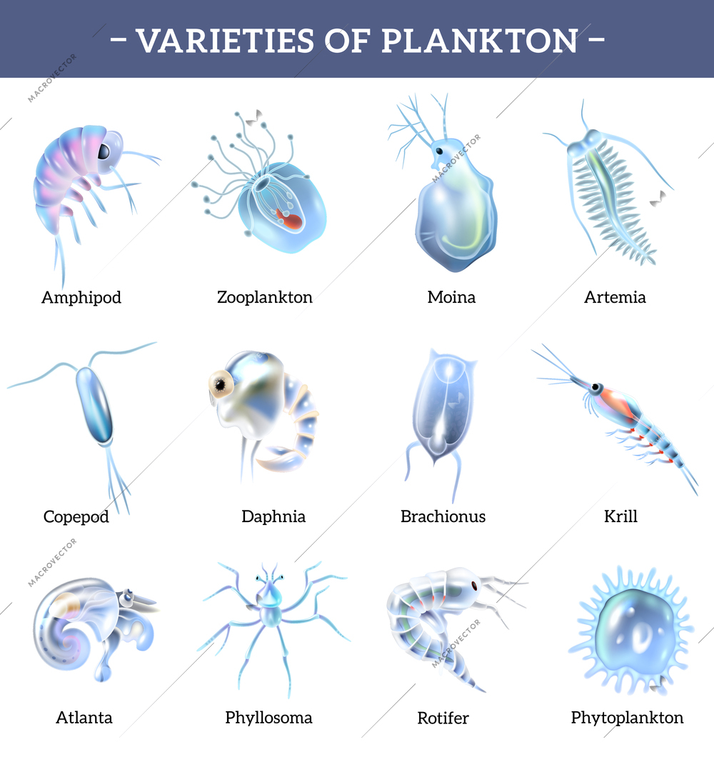 Varieties of plankton isolated icons set with text explanation cartoon vector illustration