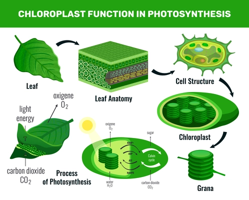 Chloroplast converting light energy into sugar for green plant cells food photosynthesis infographic elements schema vector illustration