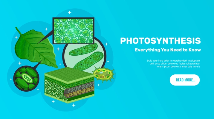 Photosynthesis basic information website horizontal banner design with green leaves cells chloroplasts chlorophyll structure background vector illustration