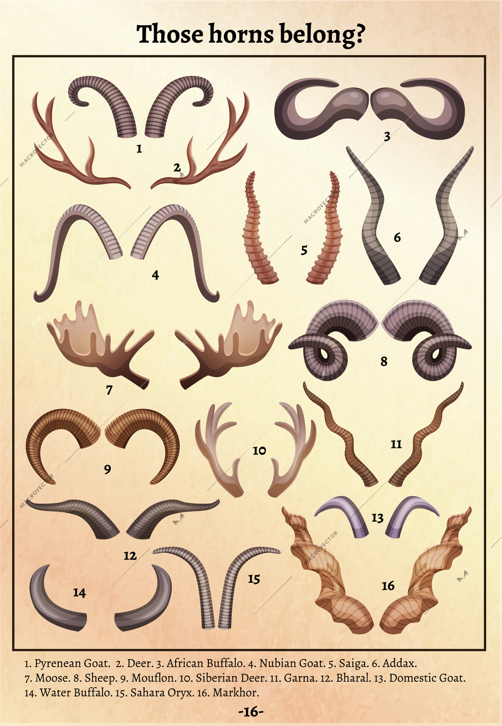 Wild animals horns anthers varieties old retro educational poster with ciphers and matching names footnote vector illustration