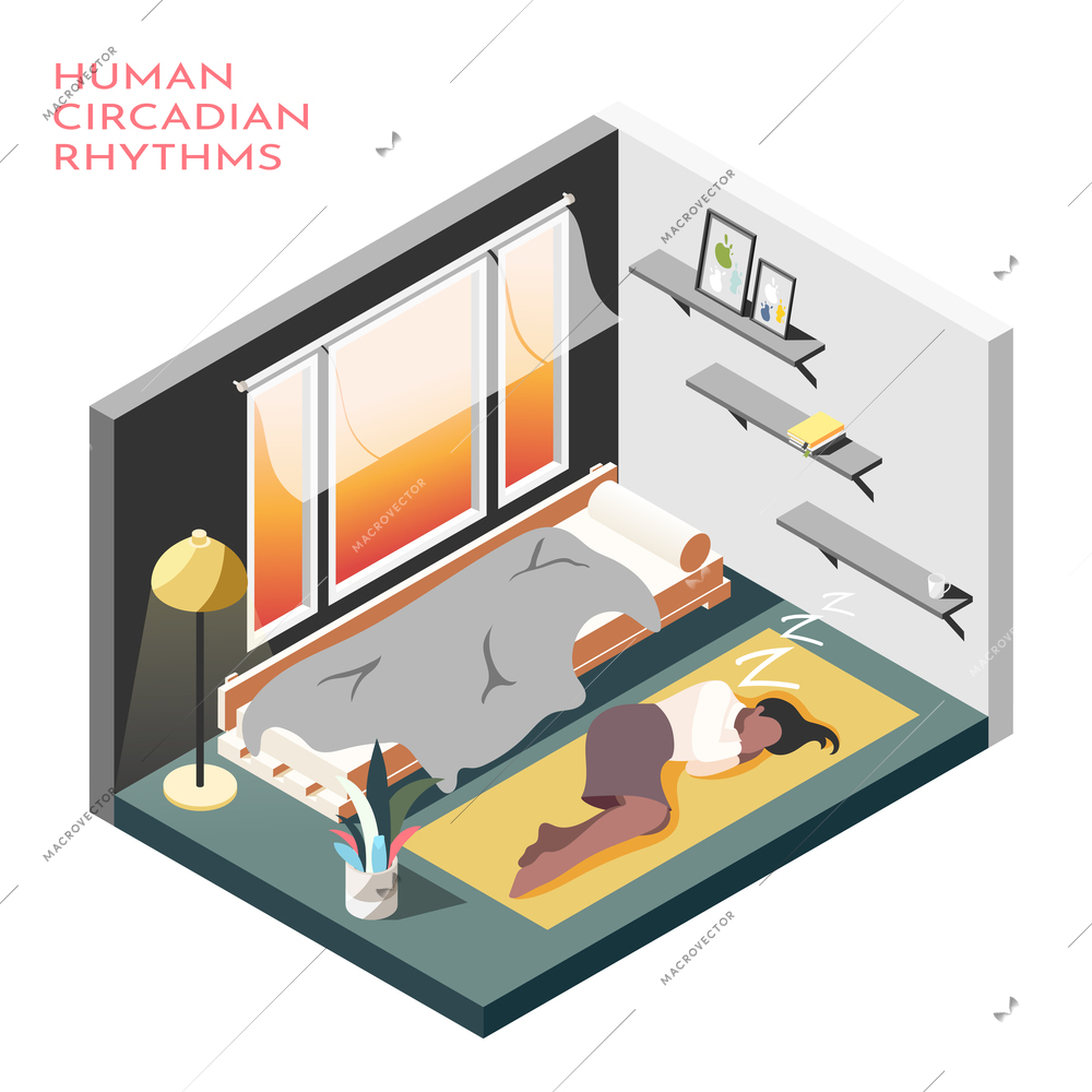 Human circadian rhythms isometric composition with room where business woman sleep on the floor vector illustration