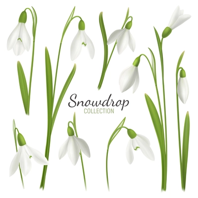 Realistic snowdrop flower set with editable text and images of february fair-maids on blank background vector illustration