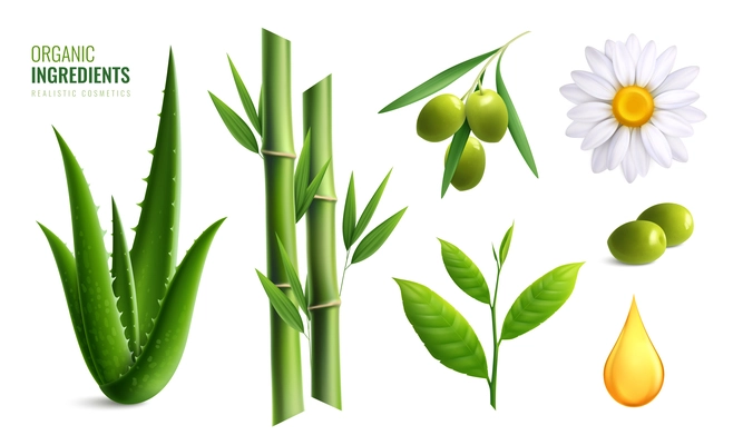 Colored realistic organic cosmetics ingredients icon set with aloe olive oil bamboo chamomile vector illustration