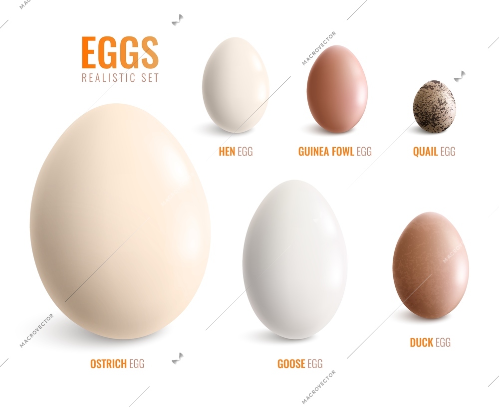 Colored realistic eggs icon set with eggs of ostrich hen goose duck guinea fowl quail vector illustration