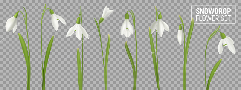 Realistic snowdrop flower set on transparent background with isolated realistic images of natural flowerage with stems vector illustration