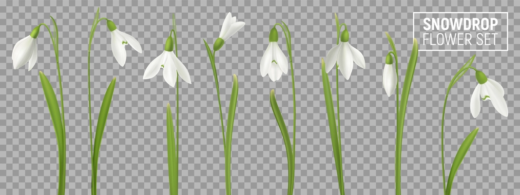 Realistic snowdrop flower set on transparent background with isolated realistic images of natural flowerage with stems vector illustration