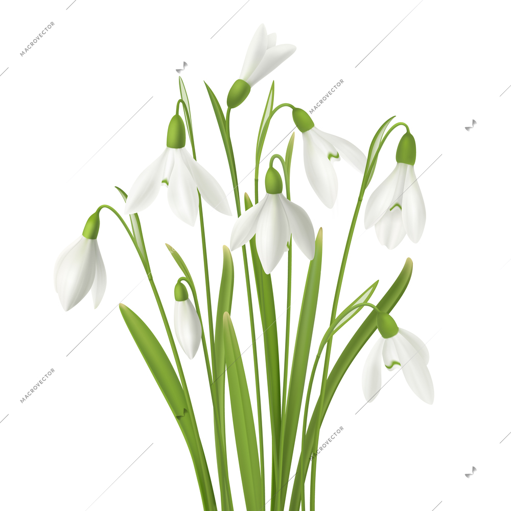 Realistic snowdrop flower set with bunch of fresh flowers stems and grass images on blank background vector illustration