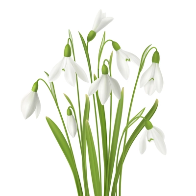 Realistic snowdrop flower set with bunch of fresh flowers stems and grass images on blank background vector illustration