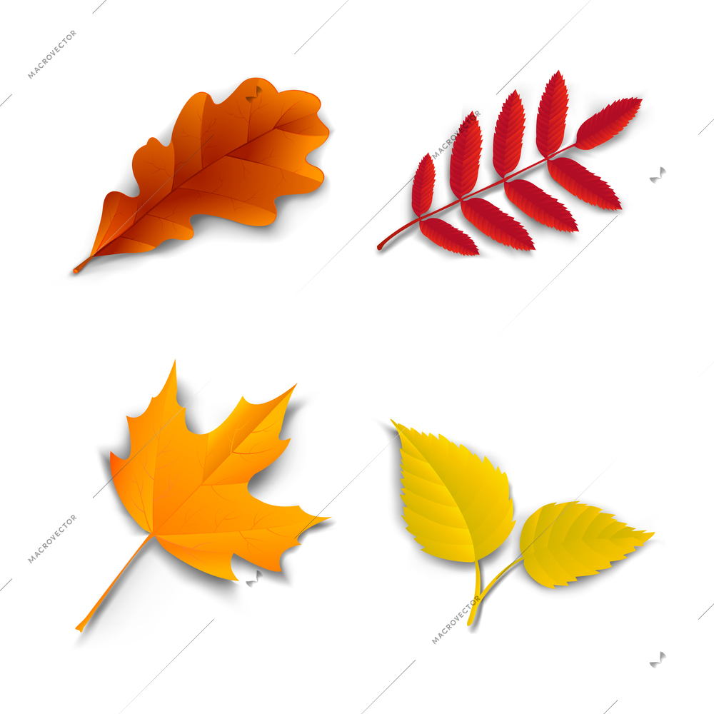 Autumn leaves set oak, maple, ash and birch vector illustration