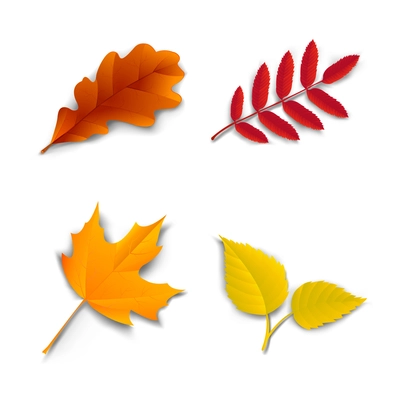 Autumn leaves set oak, maple, ash and birch vector illustration