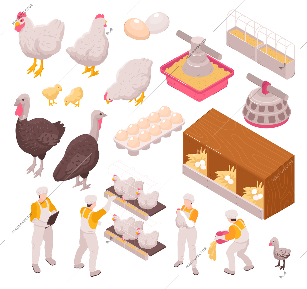 Isometric chicken production poultry farm set with isolated images of human workers and farm animals eggs vector illustration