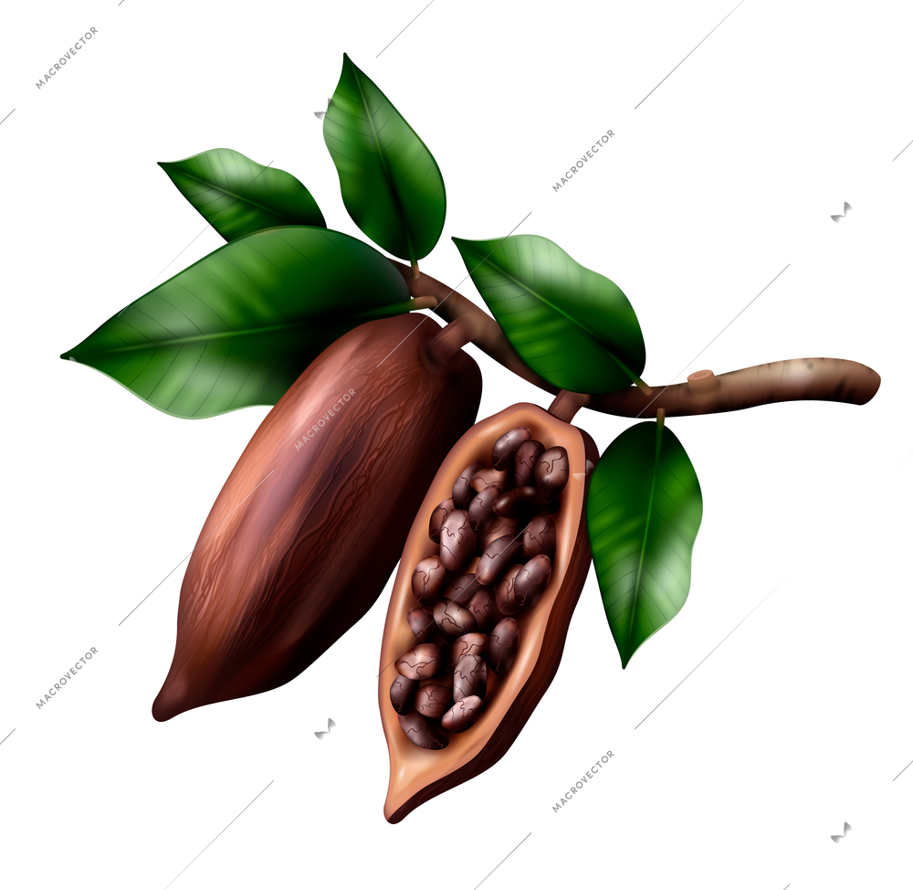 Cocoa tree branch realistic composition with image of cacao fruits on limb with leaves and beans vector illustration
