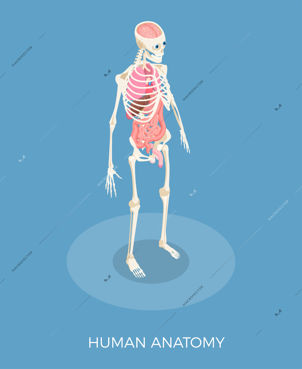 Human anatomy isometric composition with skeleton and internal organs 3d vector illustration