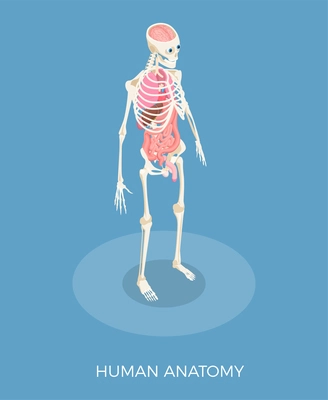 Human anatomy isometric composition with skeleton and internal organs 3d vector illustration