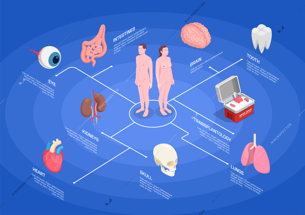 Human organs isometric flowchart with kidneys heart eye lungs tooth brain on blue background 3d vector illustration