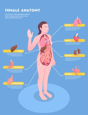 Female anatomy isometric infographics with woman body and internal organs 3d vector illustration