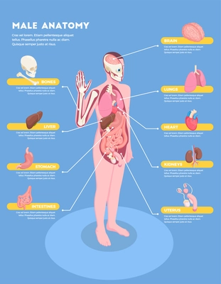 Male anatomy infographics with internal organs icons 3d isometric vector illustration