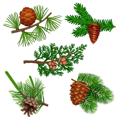Conifer pine tree cone set with colourful isolated images of coniferous twigs with fir needle foliage vector illustration