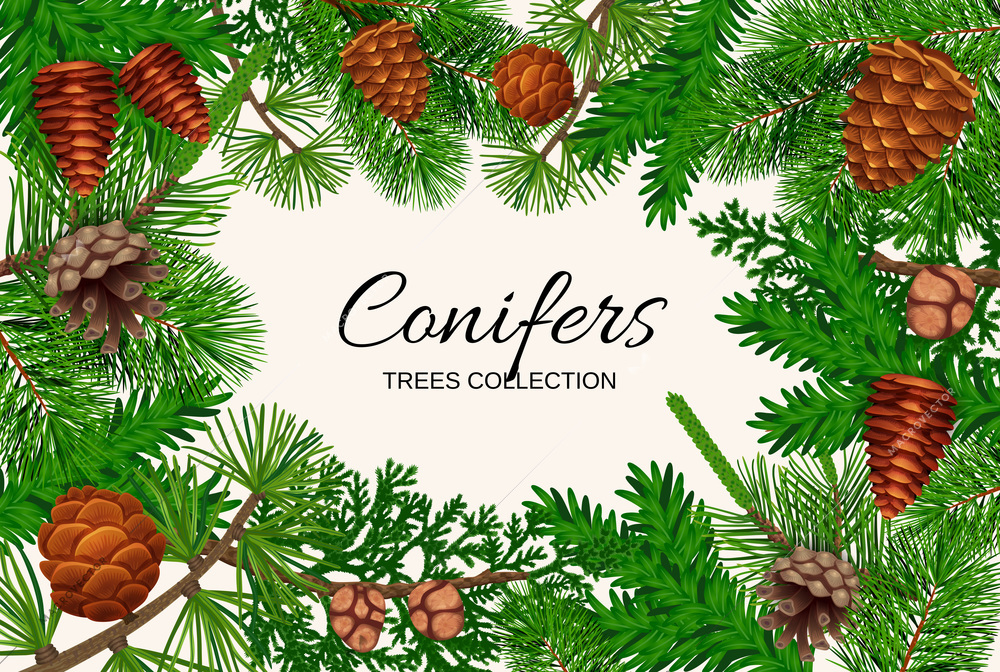 Pine tree cone frame composition with empty space for ornate text surrounded by fir needle images vector illustration