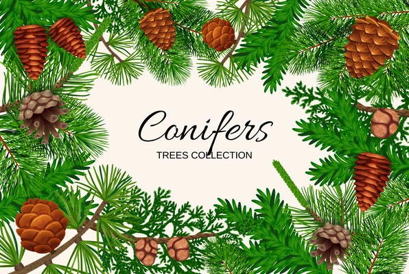 Pine tree cone frame composition with empty space for ornate text surrounded by fir needle images vector illustration