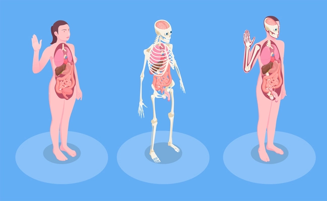 Male and female human bodies and internal organs 3d isometric vector illustration