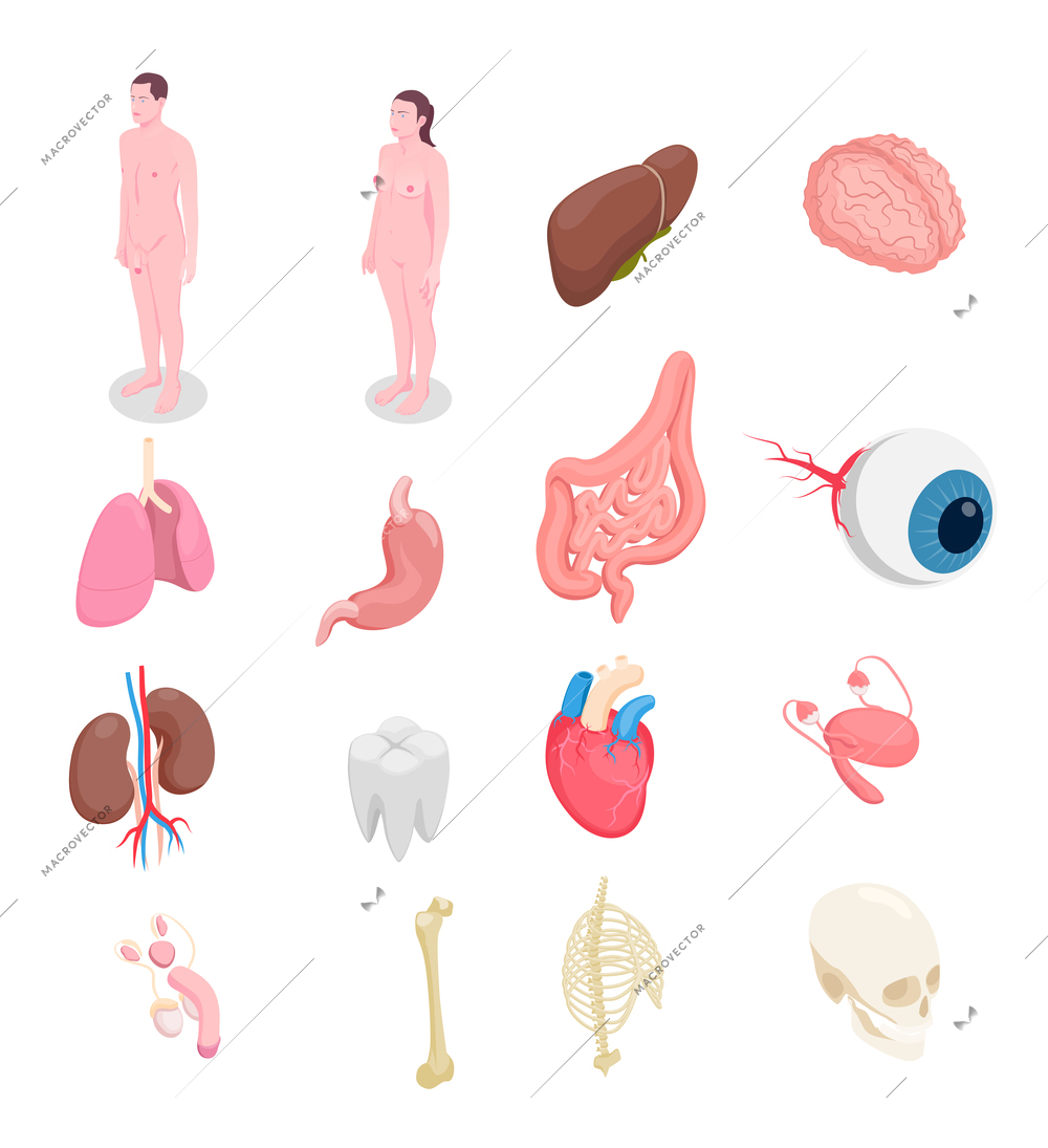 Human organs isometric icons set with male and female bodies liver eye bones kidneys heart isolated on white background 3d vector illustration