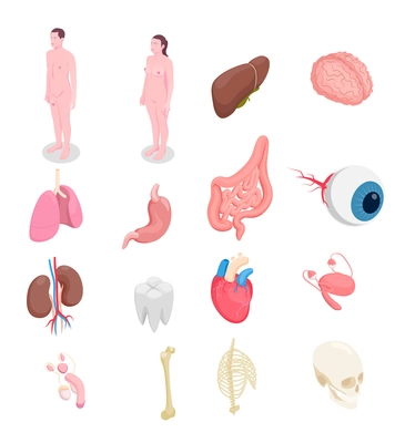 Human organs isometric icons set with male and female bodies liver eye bones kidneys heart isolated on white background 3d vector illustration