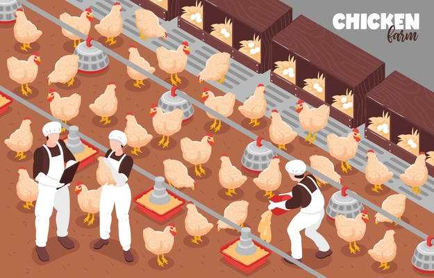 Poultry free run chicken farm production isometric composition with birds workers automatic feeding system equipment vector illustration