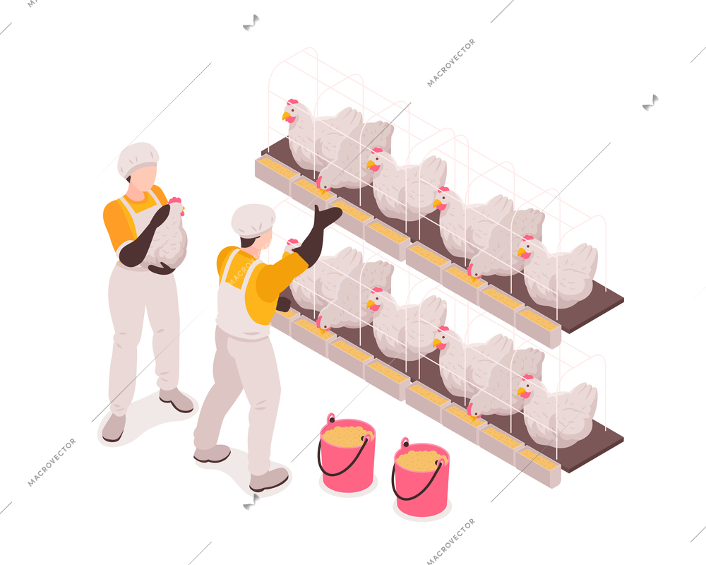 Poultry farm production workers in chicken stable checking and feeding birds collecting eggs isometric composition vector illustration