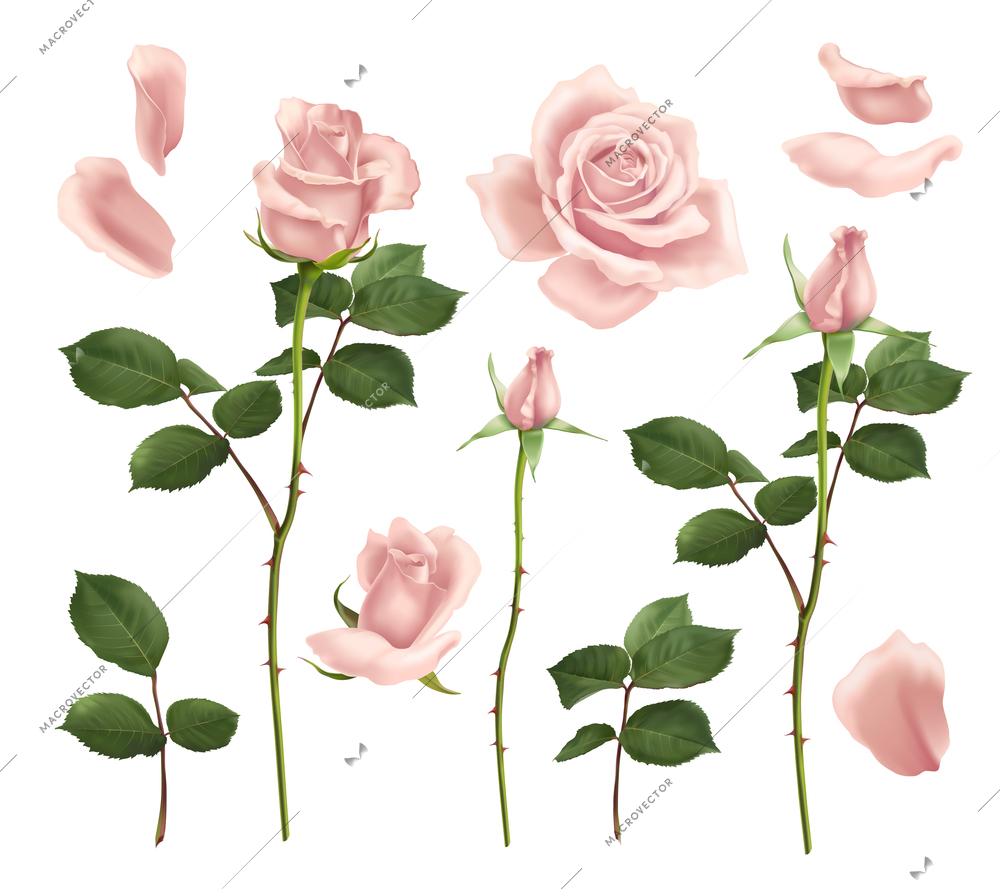 Beautiful realistic pink rose flowers petals and buds set isolated on white background vector illustration