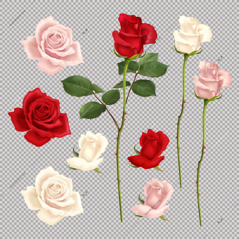 Realistic set of red pink and white roses isolated on transparent background vector illustration