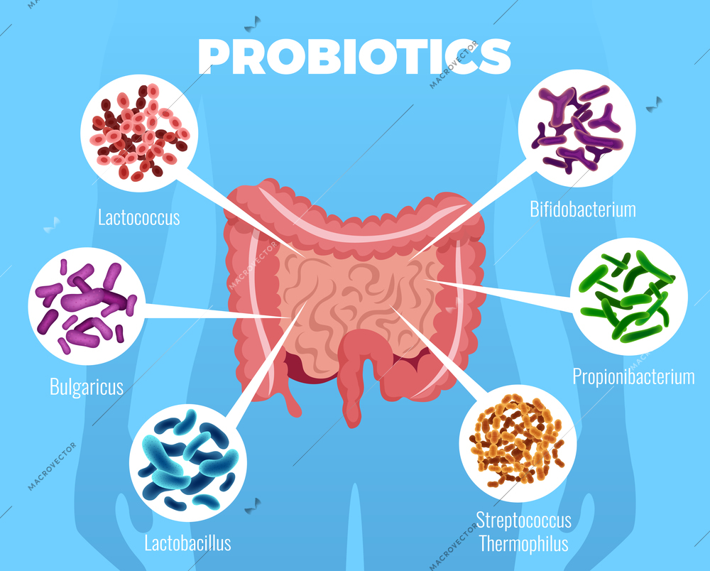 Probiotics bacteria poster with strengthening immune system symbols flat vector illustration