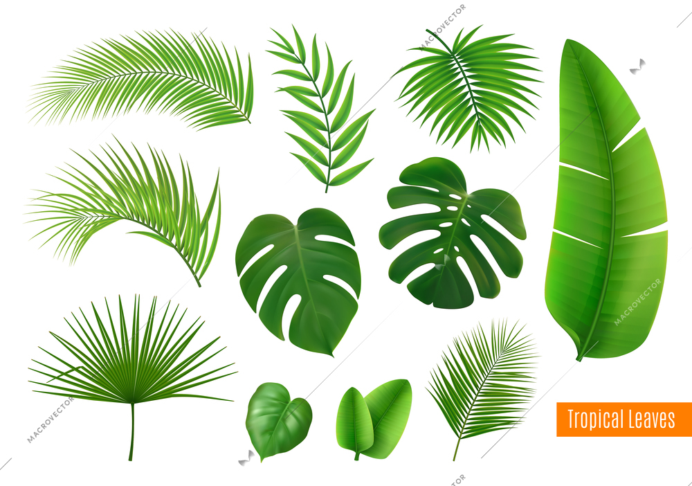 Green tropical leaves of different shape realistic set isolated on white background vector illustration