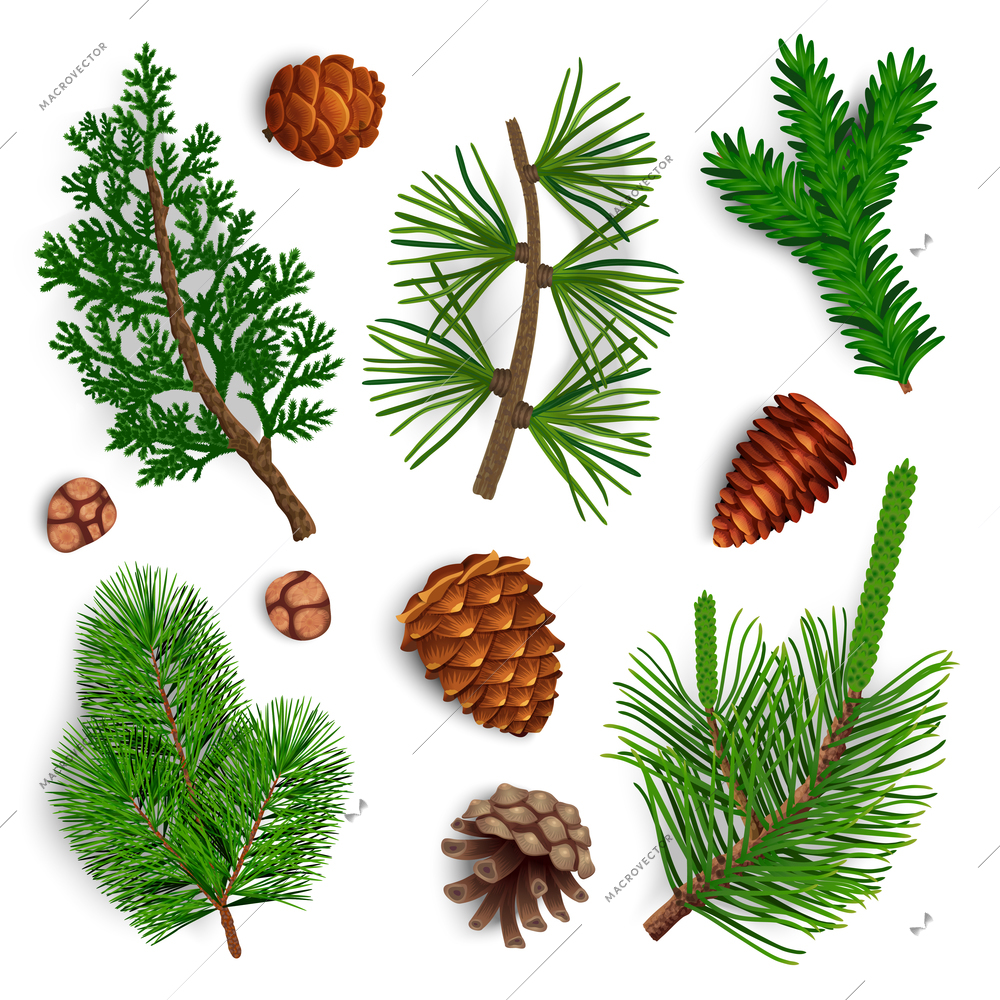Set with isolated images of pine tree cone fir needle foliage with shadows on blank background vector illustration