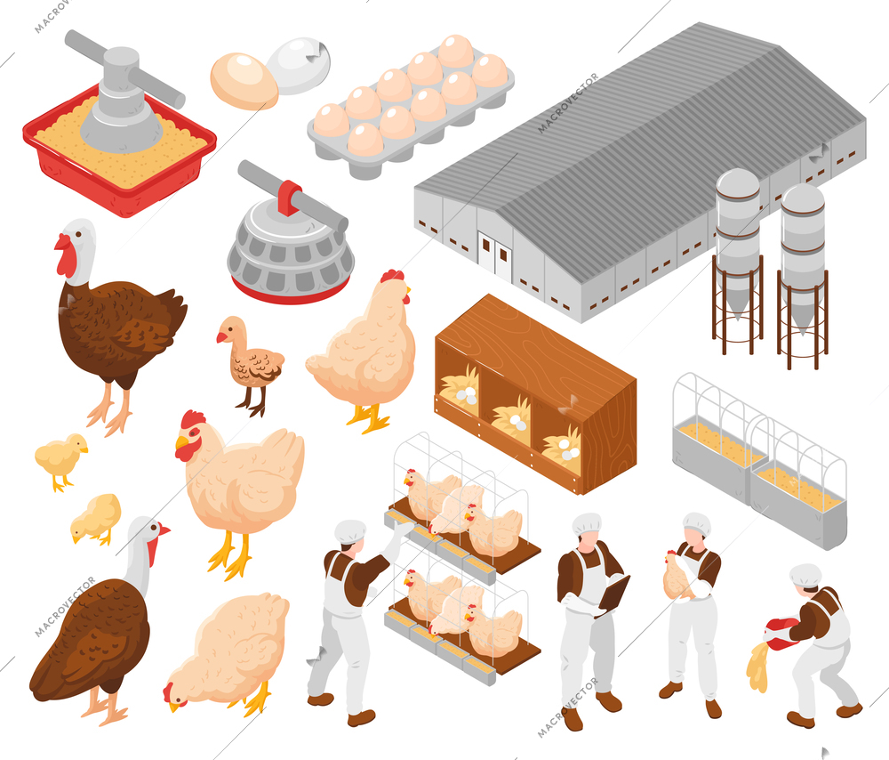 Chicken poultry farm isometric elements set with turkey eggs farm workers feeding birds facilities equipment vector illustration