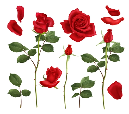 Realistic set of blooming red rose flowers and petals isolated on white background vector illustration