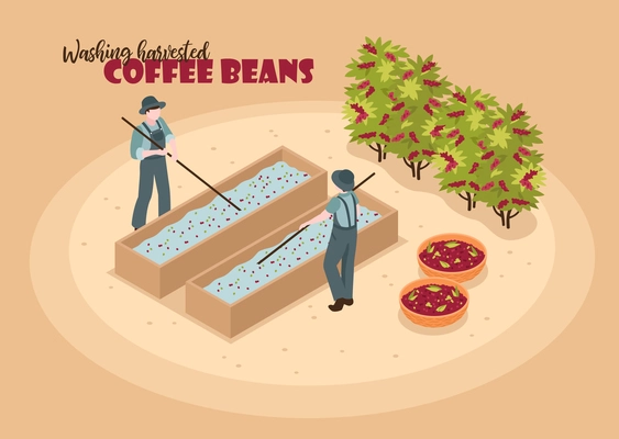 Isometric coffee production color background with characters of two workers washing harvested coffee beans with text vector illustration