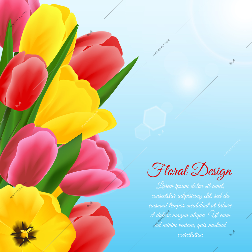 Multicolored beautiful blossoming blooming tulip flower floral design background vector illustration